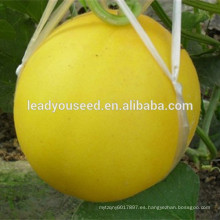 MSM26 Jinhuang carne blanca híbrido amarillo melón dulce semillas